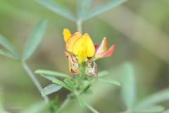 Crotalaria goreensis